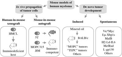 Laboratory Mice – A Driving Force in Immunopathology and Immunotherapy Studies of Human Multiple Myeloma